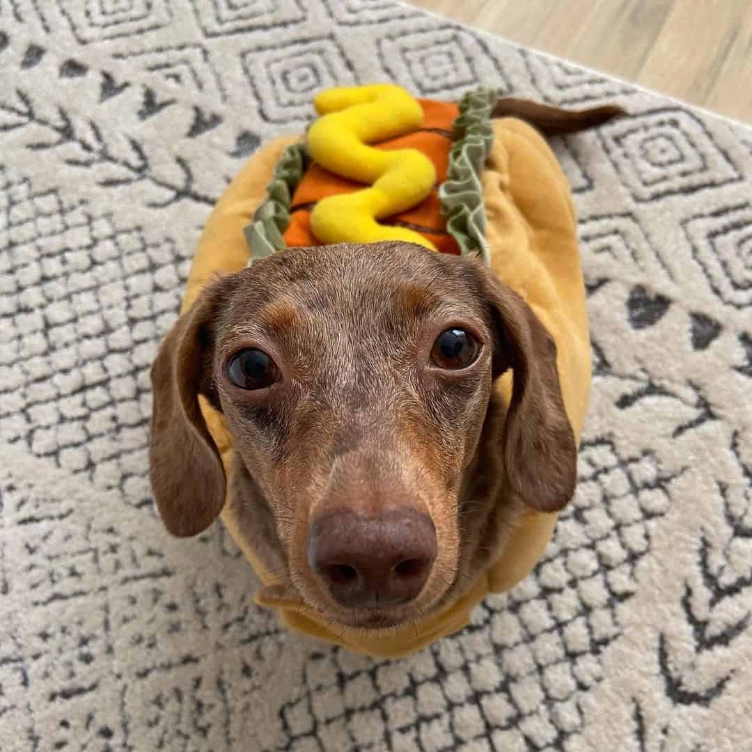 14 Great Places to Find Rescue Dachshunds