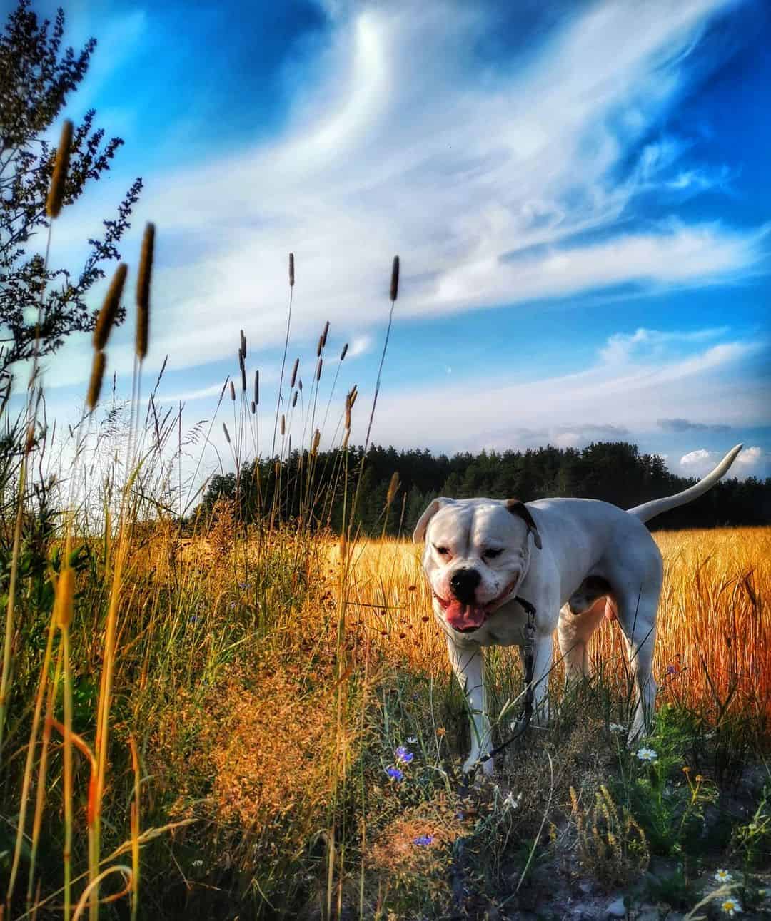 American Bulldog