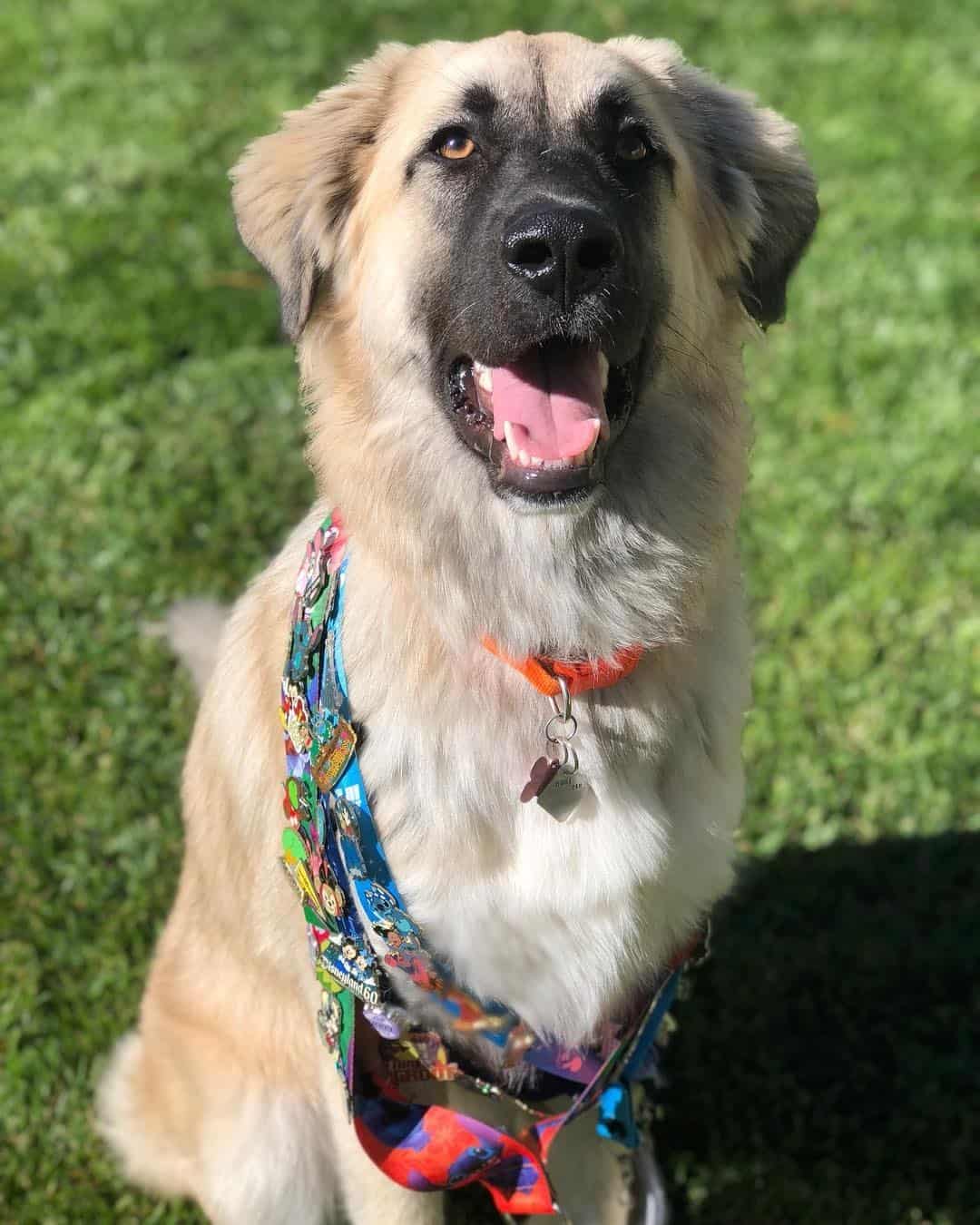 Anatolian Shepherd – Independent and Loyal