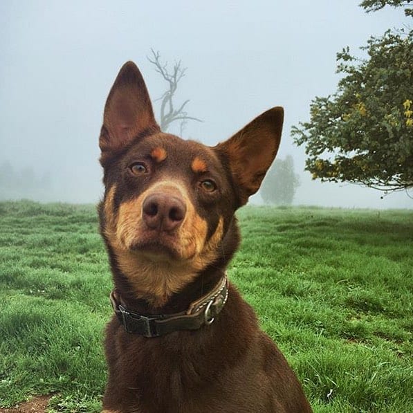 Australian Kelpie – Intelligent and Alert