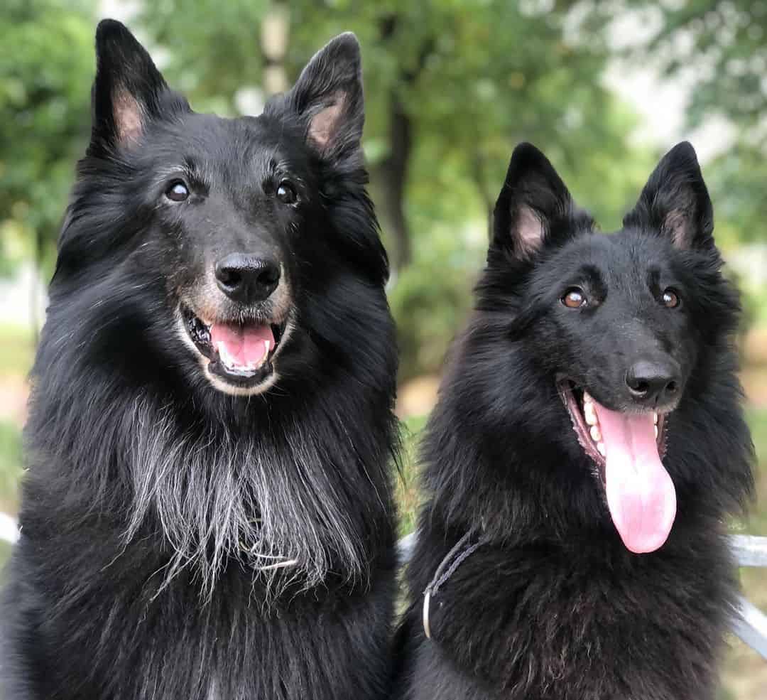 Belgian Sheepdog – Bright and Serious-Minded