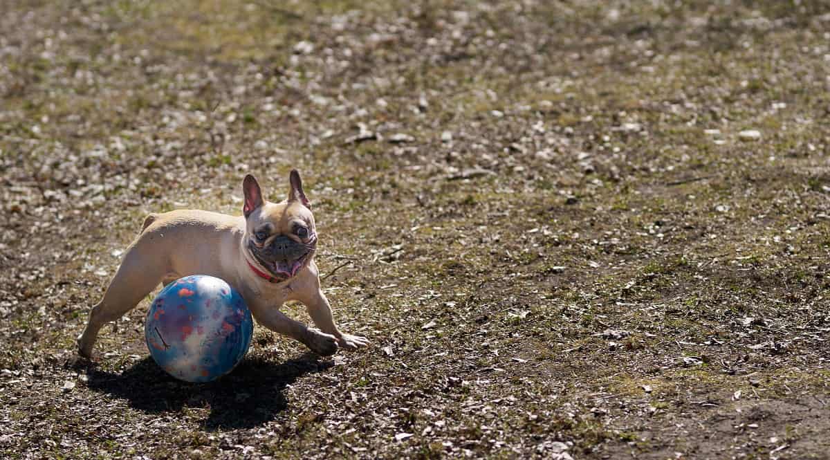 Bulldog Vs. Pit Bull