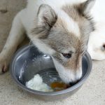Can Dogs Eat Egg Whites