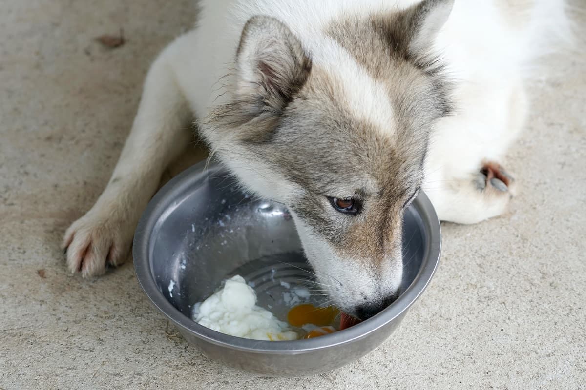 Can Dogs Eat Egg Whites