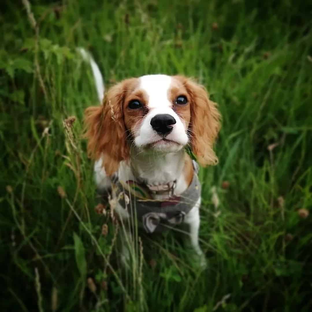 Cavalier King Charles Spaniel – Gentle and Graceful
