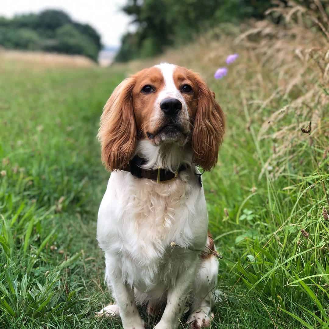 Cocker Spaniel – Smart and Cheerful