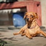 Dachshund Rescue