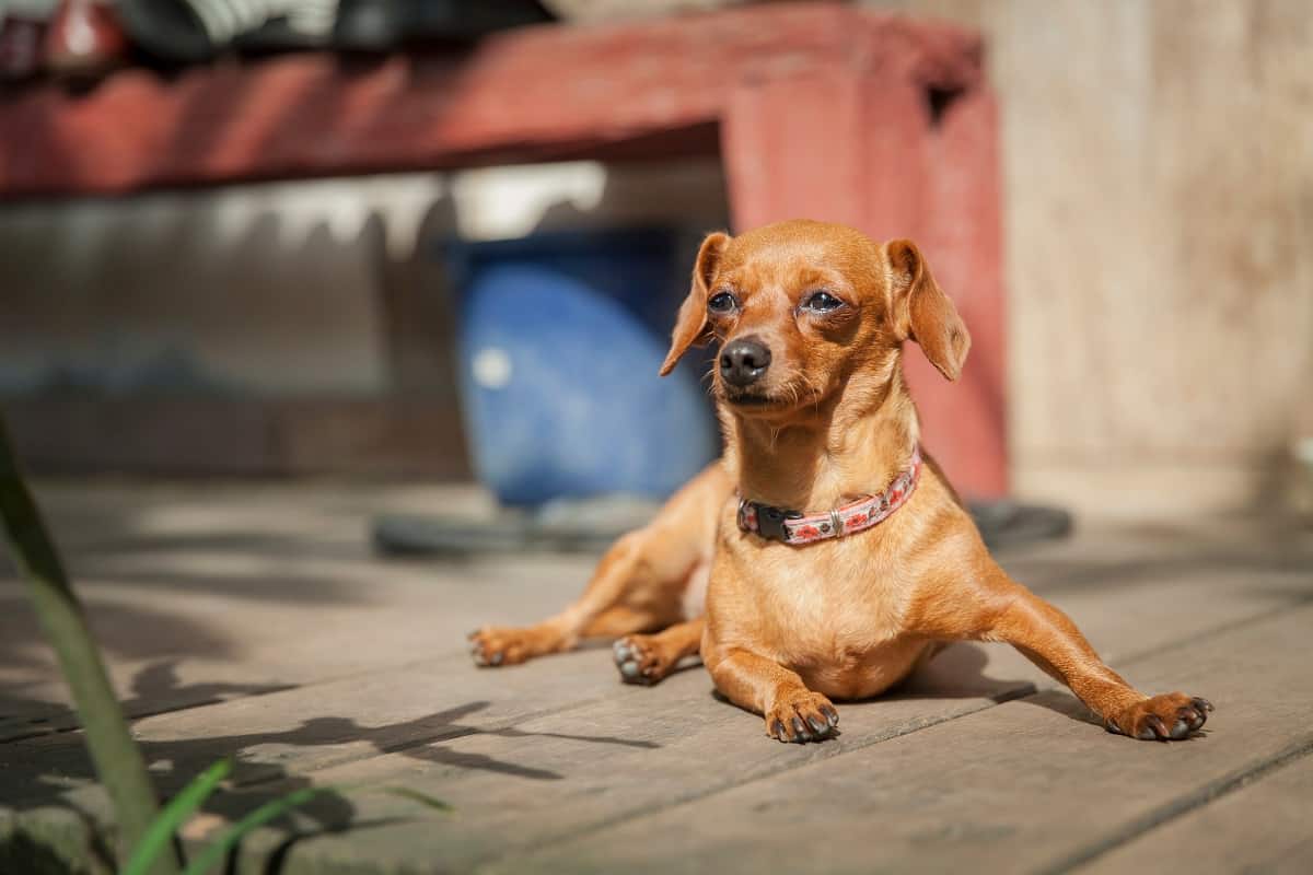 Dachshund Rescue