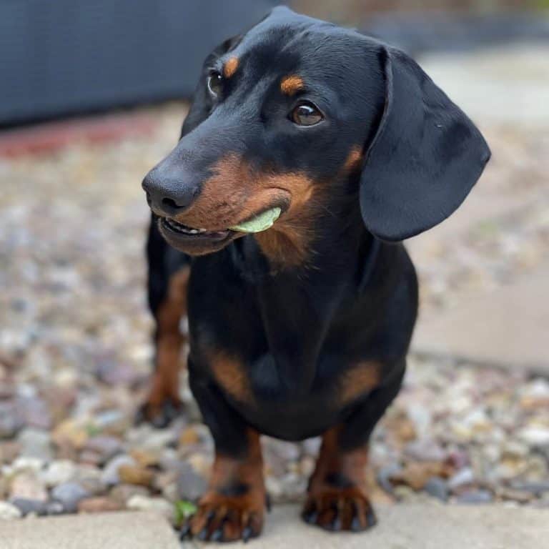 10 Dog Breeds That Never Grow Up These Dogs Stay Small Their Whole