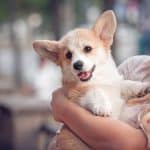 Dog Breeds That Never Grow Up