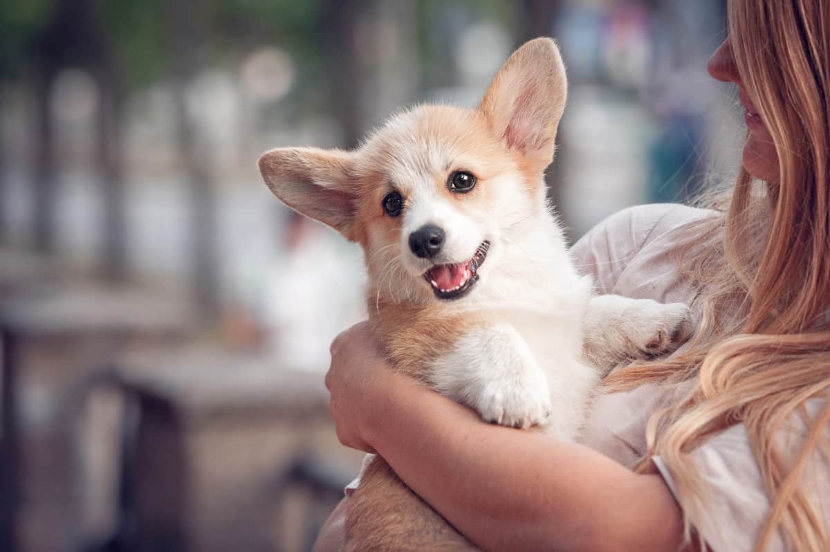 Cute puppies that never grow hotsell