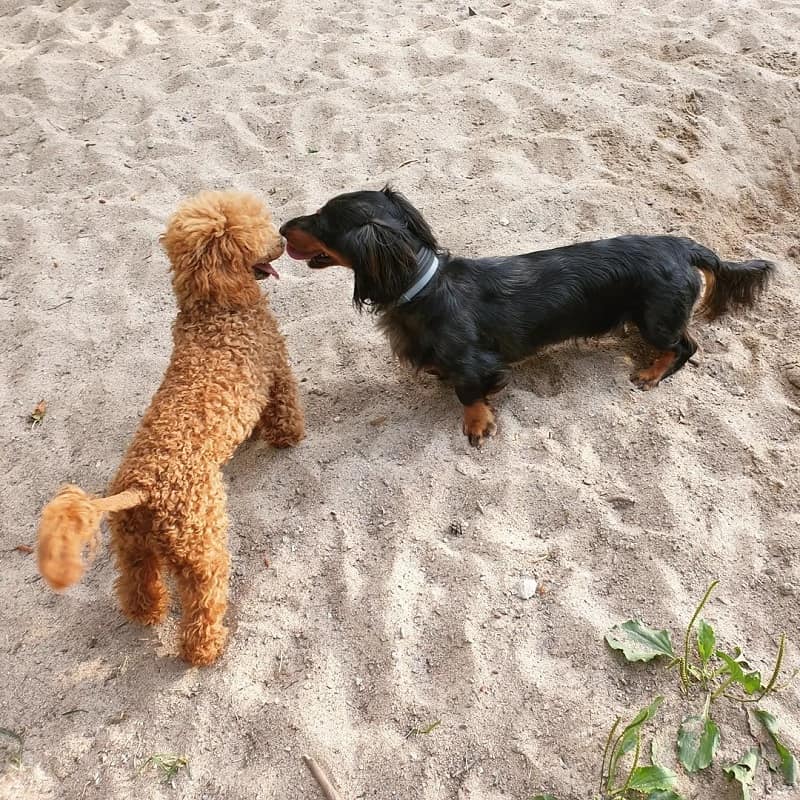 Friendliness Dachshund