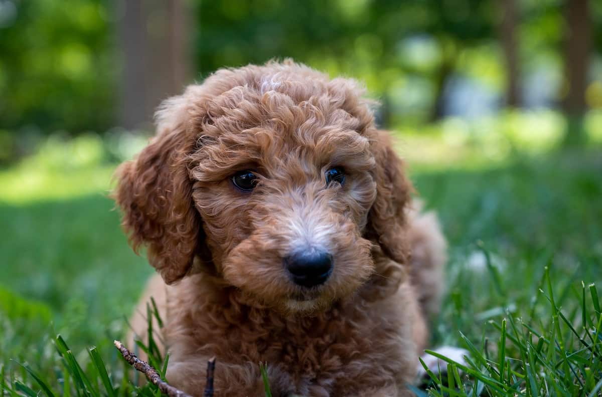 Goldendoodle Rescue