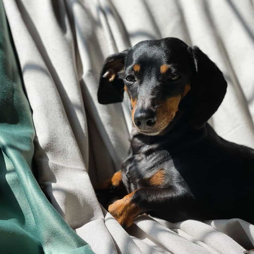 Dachshund Rescue What to Expect and 14 Places to Find Them Almost