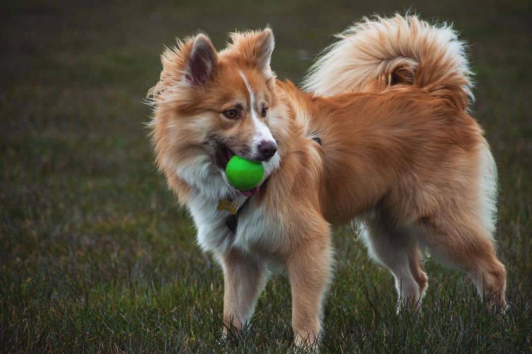 Icelandic Sheepdog – Playful and Friendly