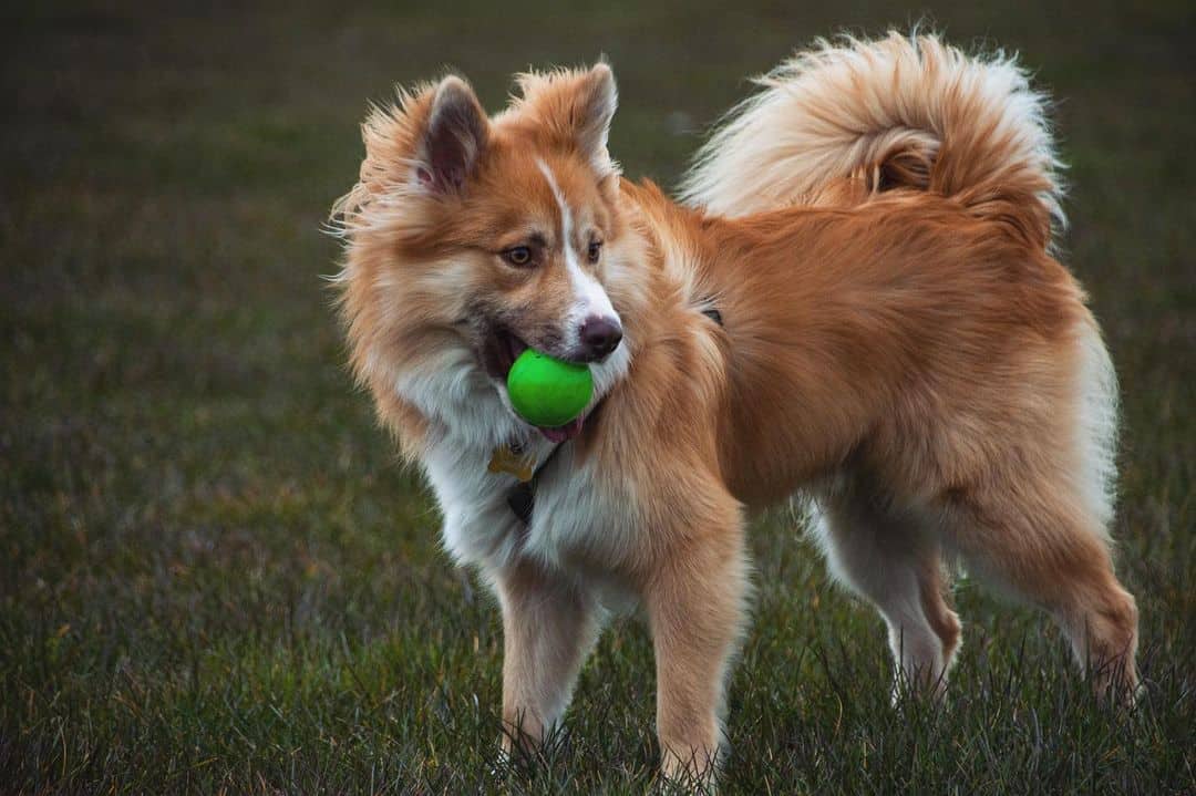 Icelandic Sheepdog – Playful and Friendly