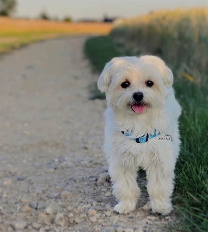 Maltese Dog – Playful and Charming