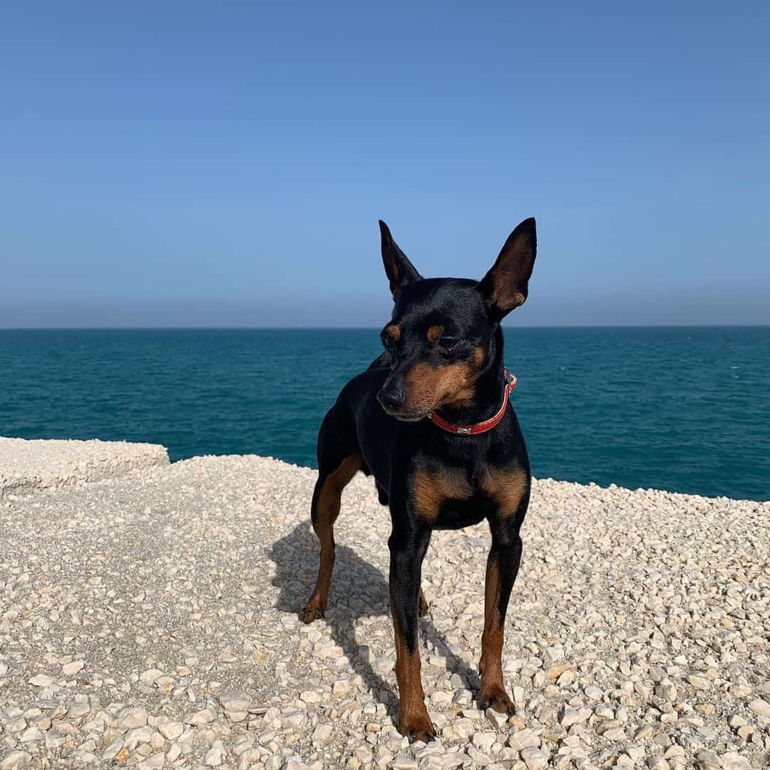 Miniature Pinscher – Fearless and Fun