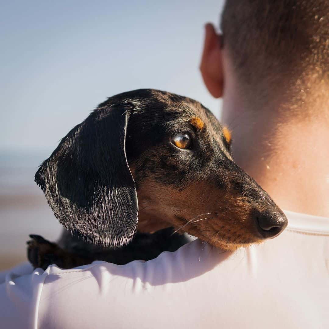 Our Favorite Dachshund Dog Names!