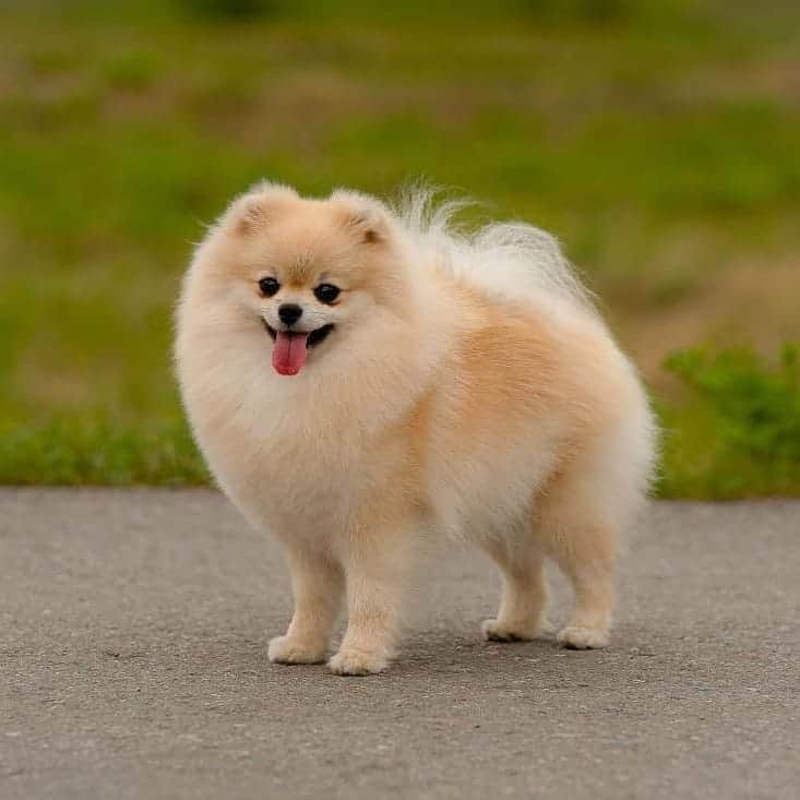 Pomeranian – Bold and Lively