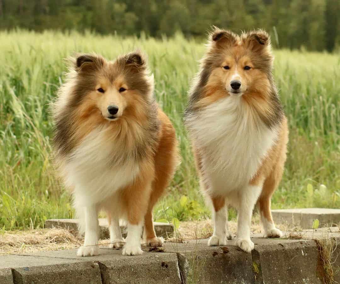 Shetland Sheepdog – Bright and Playful