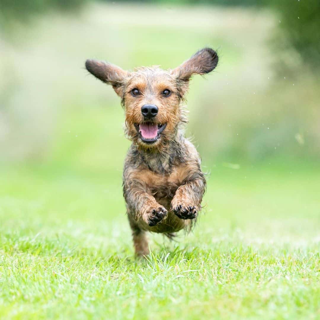 Walkies Dachshund