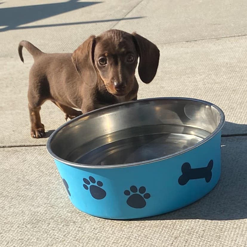 What to Expect from a Dachshund Rescue Dog