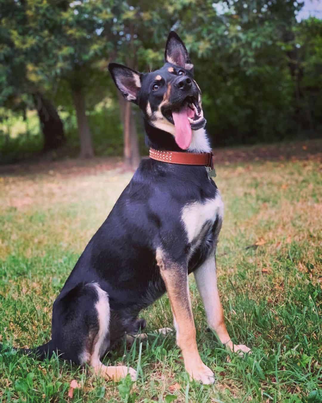 15 Amazing Places to Find Rescue German Shepherds