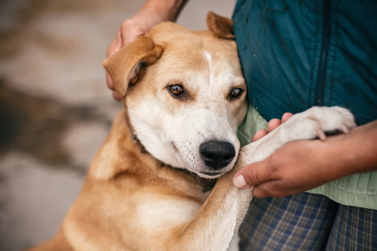 Adopt a Dog from a Rescue Center