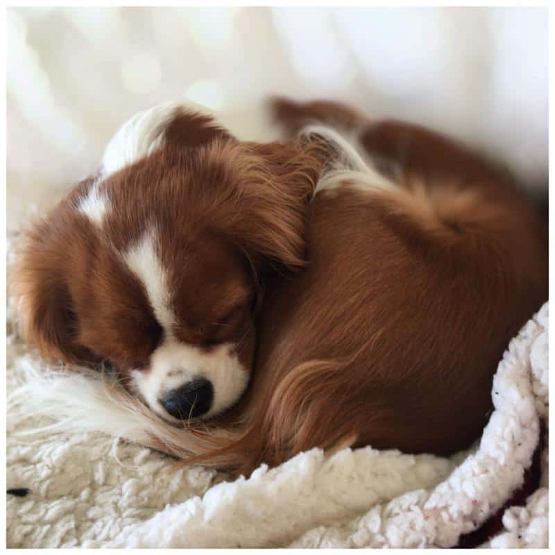 Cavalier King Charles Spaniel - Don't Shed or Bark 2