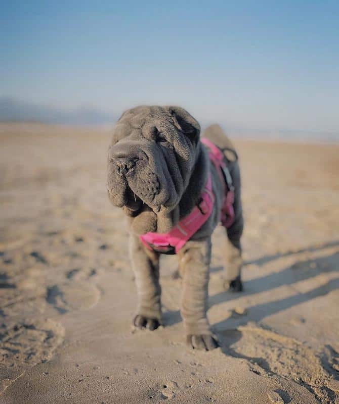 Chinese Shar-Pei 2