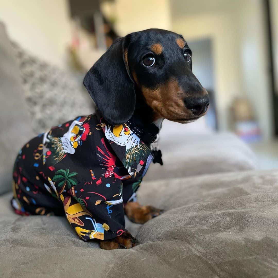 Dachshund Dog Will Also Dig Out Your Plants Or Garden