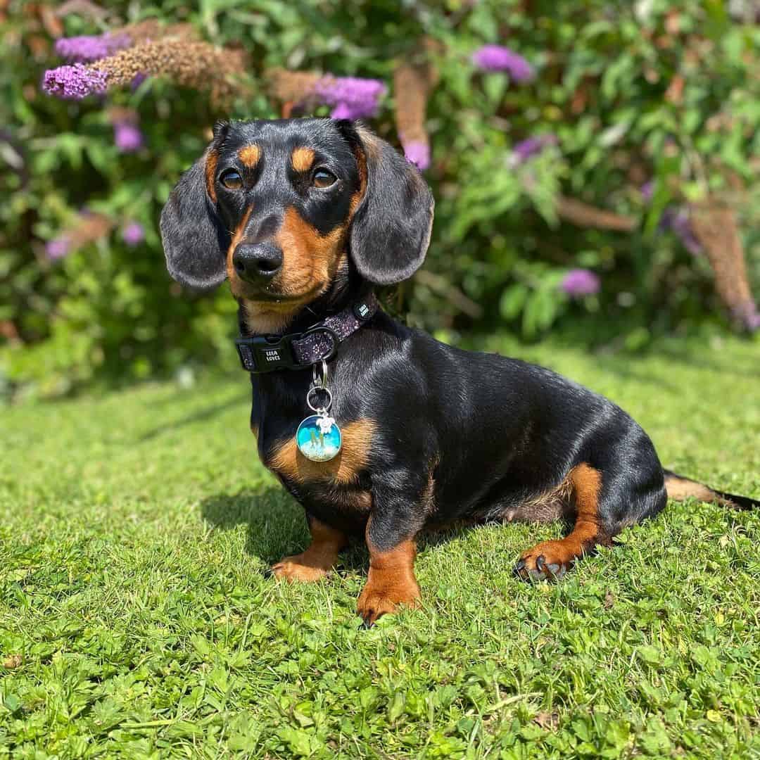 Dapple Dachshund Dog