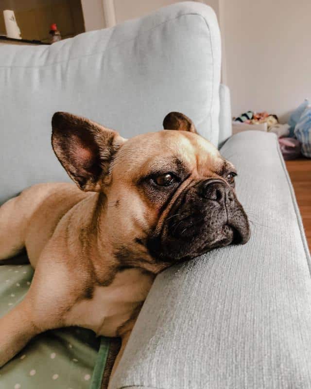 French Bulldog - Don't Shed or Bark 1