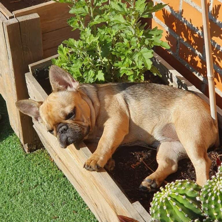 8 Small Dog Breeds That Don't Shed or Bark Top Choices For FirstTime