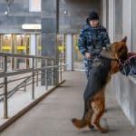 German Shepherd Rescue
