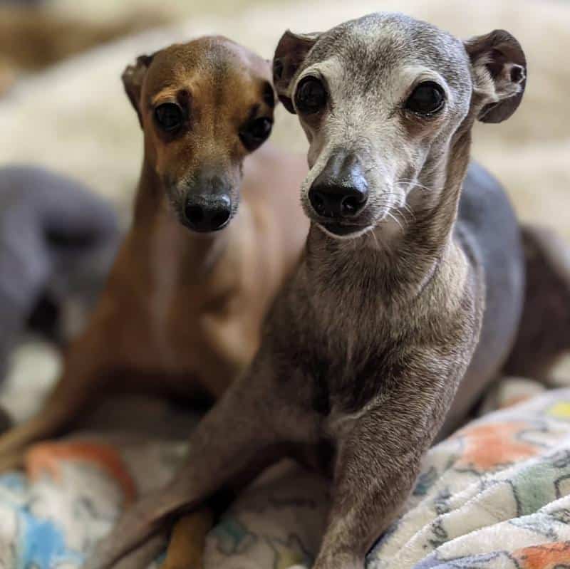 Italian Greyhound - Don't Shed or Bark 1