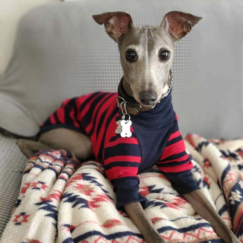 Italian Greyhound - Don't Shed or Bark 2