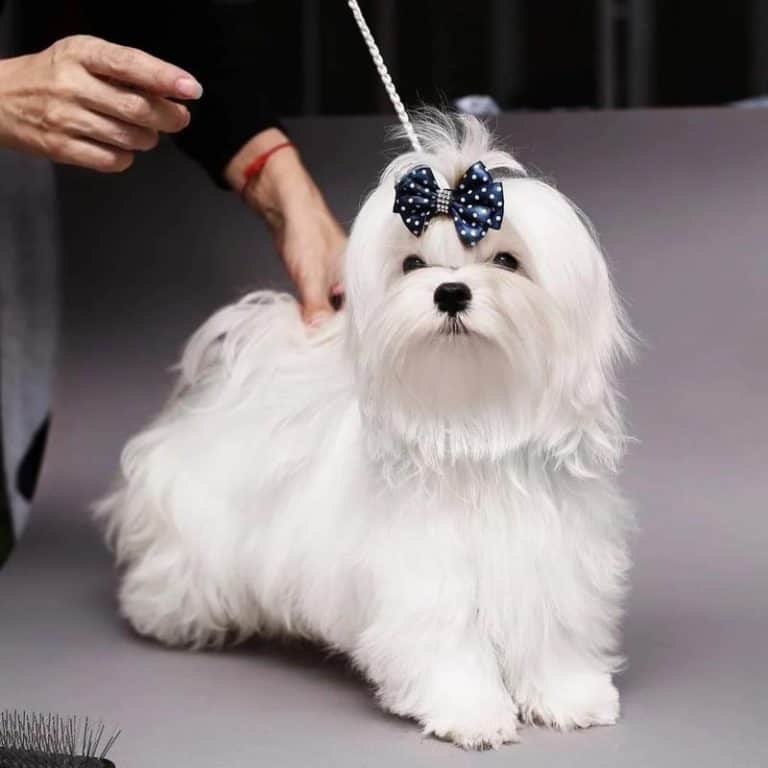 8 Small Dog Breeds That Don't Shed or Bark Top Choices For FirstTime