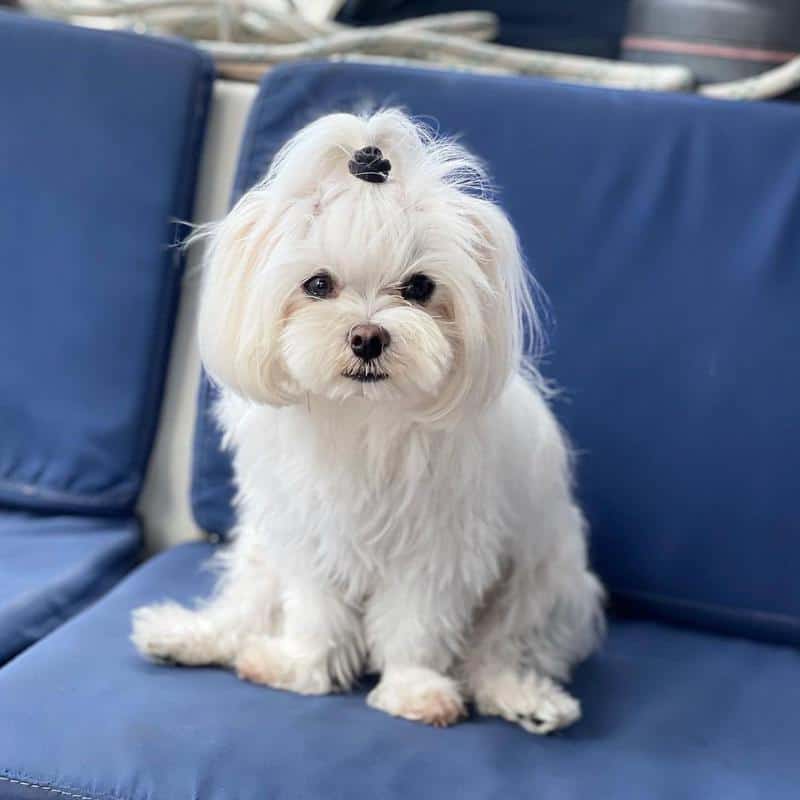 Maltese - Don't Shed or Bark 2