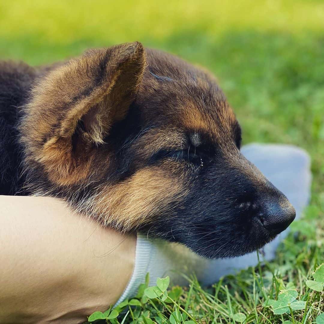 Our Favorite German Shepherd Dog Names!