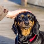 Pros and Cons Of Owning a Dachshund
