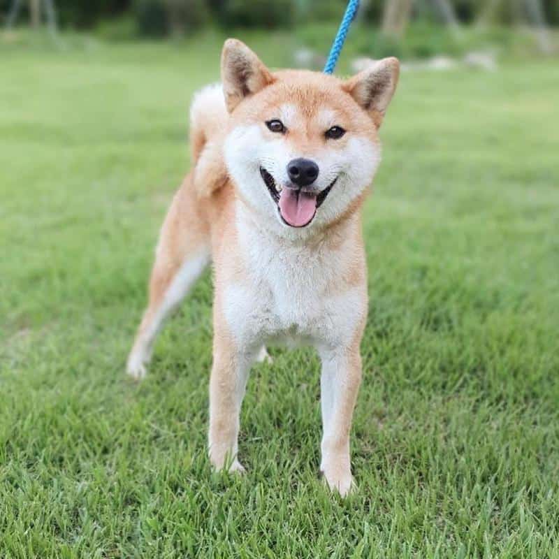 Shiba Inu - Don't Shed or Bark 1