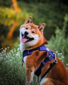 8 Small Dog Breeds That Don't Shed or Bark: Top Choices For First-Time ...