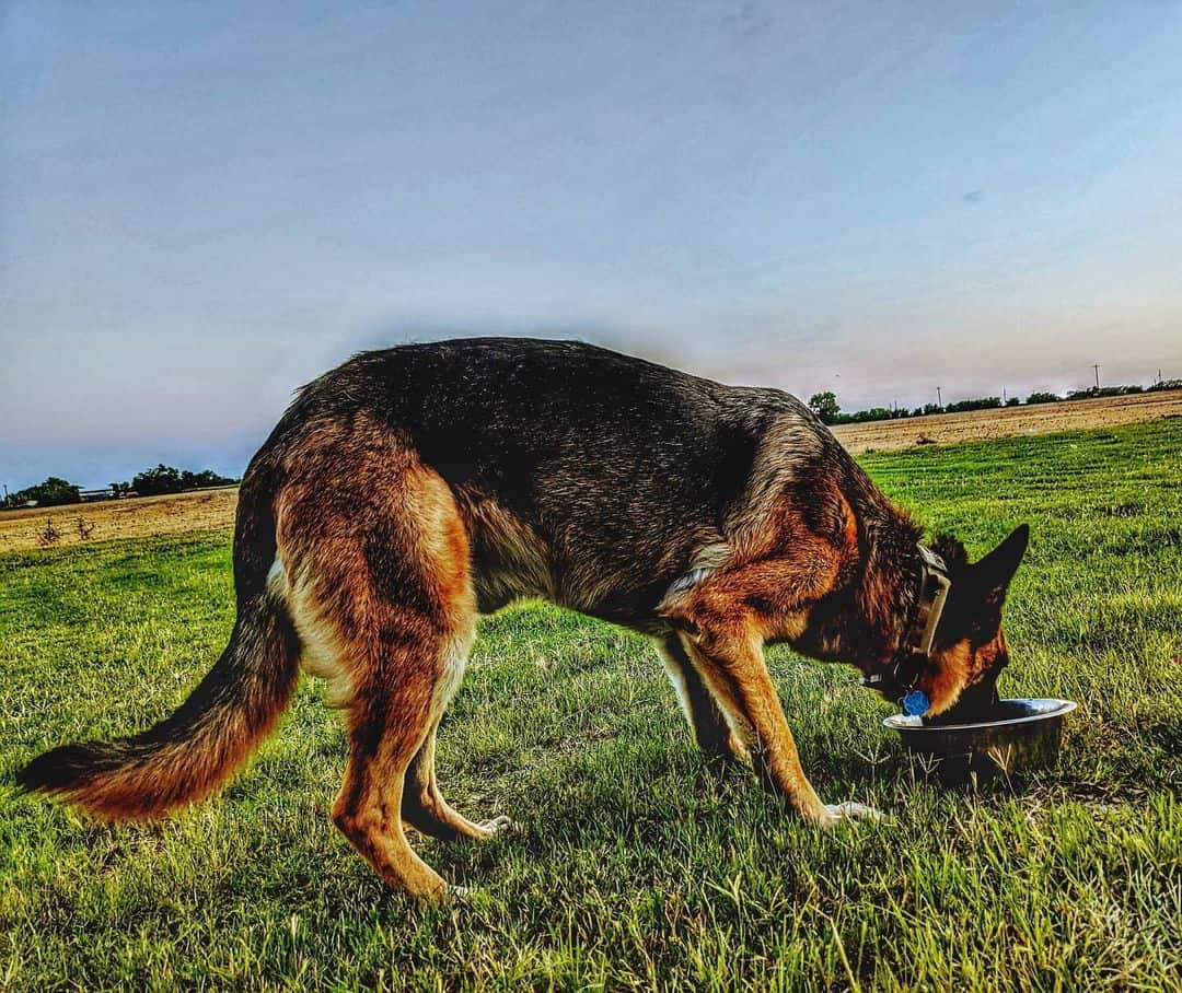 What to Expect from a German Shepherd Rescue Dog