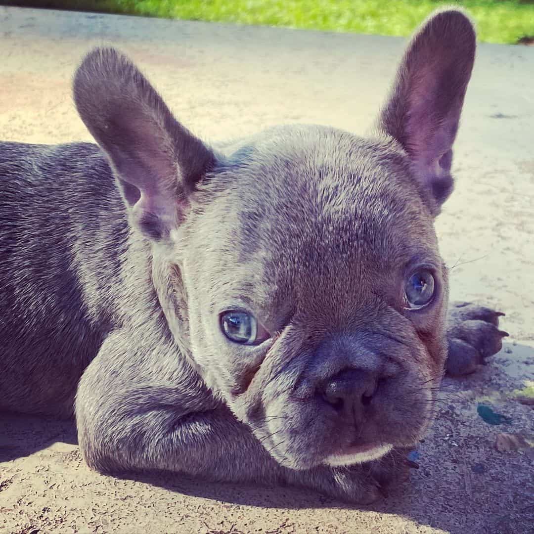 Why Are Puppies’ Eyes So Blue