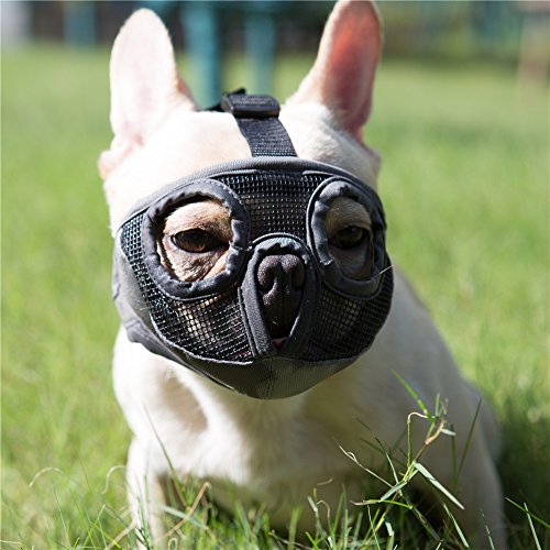 Dog muzzle for boston terrier best sale